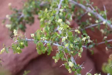 Sageretia thea flowers