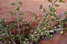 Sageretia thea flowers