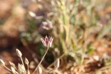 Flower of Allium sindjarense