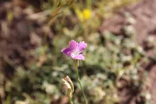 Dianthus strictus flower