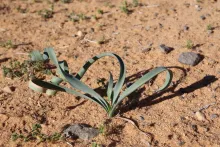 Pancratium sickenbergeri leaves