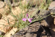 Dianthus strictus flower