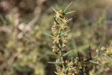 Asparagus horridus flowers