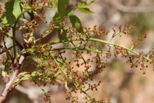 Pistacia khinjuk flowers