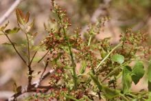 Pistacia khinjuk flowers