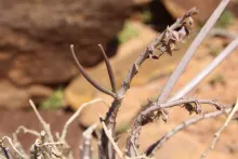 Caudanthera sinaica fruits