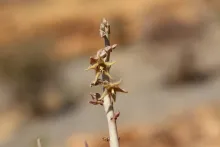 Caudanthera sinaica flower