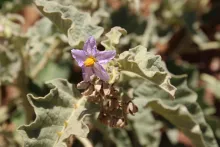 Solanum incanum flower