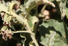 Solanum incanum thorns