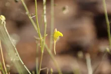 Kickxia pseudoscoparia flower
