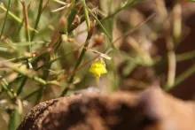 Kickxia pseudoscoparia flower