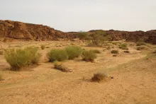 Whole plant