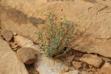 Whole plant
