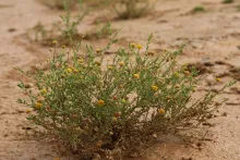 Whole plant