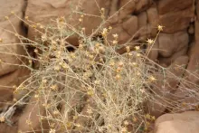 Whole plant