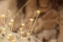 Centaurea scoparia fruits