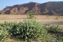 Whole plant