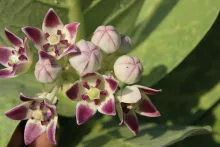 Calotropis procera flowers