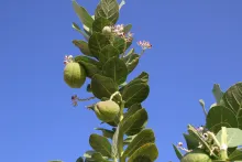 Calotropis procera fruits