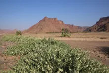 Whole plant