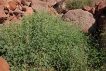 Whole plant