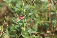 Tephrosia purpurea subsp. apollinea flower