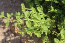 Zygophyllum molle leaves