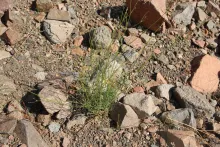 Whole plant