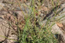 Kohautia caespitosa leaves