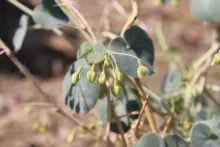 Pergularia tomentosa flowers