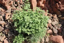 Whole plant