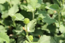 Hibiscus micranthus fruit