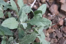 Trichodesma africanum leaves