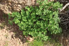 Whole plant
