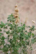 Pseudodictamnus undulatus fruits
