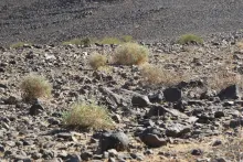 Crotalaria aegyptiaca in its environment