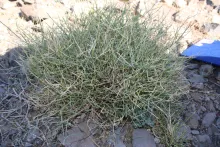 Whole plant