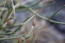 Crotalaria aegyptiaca fruit