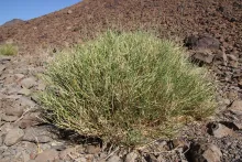 Whole plant
