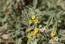 Heliotropium arbainense flowers