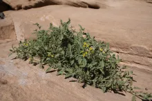 Whole plant