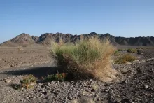 Whole plant