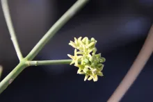 Leptadenia pyrotechnica flowers