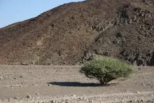 Whole plant