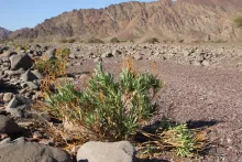 Whole plant