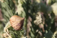 Solenostemma arghel fruit