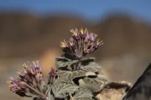 Cynanchum radians flowers