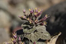 Cynanchum radians flowers and leaves