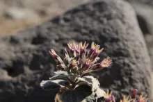 Cynanchum radians flowers