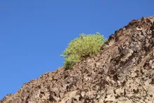 Capparis cartilaginea in Mountains and associated plains
